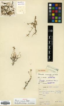 Type specimen at Edinburgh (E). Davis, Peter: 9770. Barcode: E00318029.