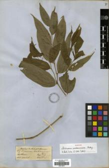 Type specimen at Edinburgh (E). Hooker, Joseph; Thomson, Thomas: . Barcode: E00318030.