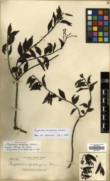 Type specimen at Edinburgh (E). Elmer, Adolph: 14199. Barcode: E00318034.