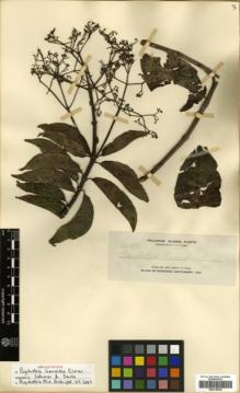 Type specimen at Edinburgh (E). Elmer, Adolph: 11645. Barcode: E00318038.