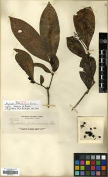 Type specimen at Edinburgh (E). Elmer, Adolph: 12737. Barcode: E00318045.