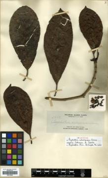 Type specimen at Edinburgh (E). Elmer, Adolph: 11263. Barcode: E00318049.