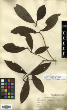 Type specimen at Edinburgh (E). Elmer, Adolph: 7056. Barcode: E00318052.