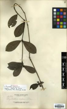 Type specimen at Edinburgh (E). Elmer, Adolph: 12991. Barcode: E00318057.