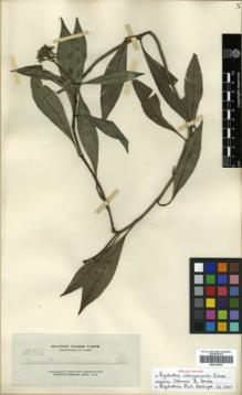 Type specimen at Edinburgh (E). Elmer, Adolph: 12355. Barcode: E00318059.