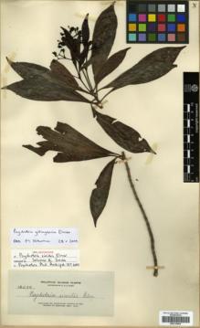 Type specimen at Edinburgh (E). Elmer, Adolph: 12439. Barcode: E00318064.