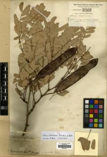 Type specimen at Edinburgh (E). Buchanan-Hamilton, Francis: 2365. Barcode: E00318071.