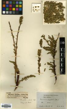 Type specimen at Edinburgh (E). Ludlow, Frank; Sherriff, George: 85. Barcode: E00318077.