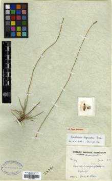 Type specimen at Edinburgh (E). Khan, A.: 27. Barcode: E00318085.