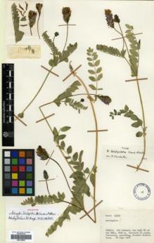 Type specimen at Edinburgh (E). Davis, Peter: 45503. Barcode: E00318090.