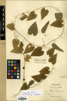 Type specimen at Edinburgh (E). Kerr, Arthur: 707. Barcode: E00318096.