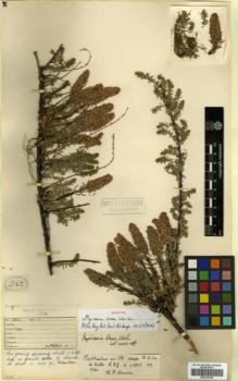 Type specimen at Edinburgh (E). Kingdon-Ward, Francis: 562. Barcode: E00318100.