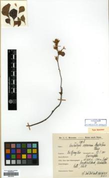 Type specimen at Edinburgh (E). Hosseus, Carl: 398 B. Barcode: E00318105.