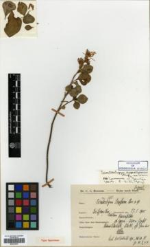 Type specimen at Edinburgh (E). Hosseus, Carl: 398. Barcode: E00318107.
