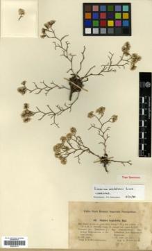 Type specimen at Edinburgh (E). Michelson, A.: 43. Barcode: E00318111.