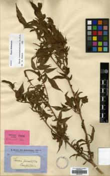 Type specimen at Edinburgh (E). Brown, Robert: . Barcode: E00318112.