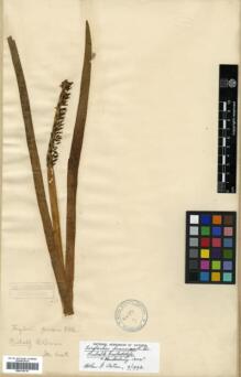 Type specimen at Edinburgh (E). Brown, Robert: . Barcode: E00318116.