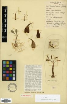 Type specimen at Edinburgh (E). Davis, Peter: 114. Barcode: E00318121.