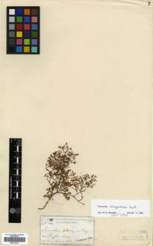 Type specimen at Edinburgh (E). Palmer, Edward: 1169. Barcode: E00318129.