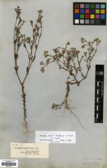 Type specimen at Edinburgh (E). Rugel, Ferdinand: 54. Barcode: E00318130.