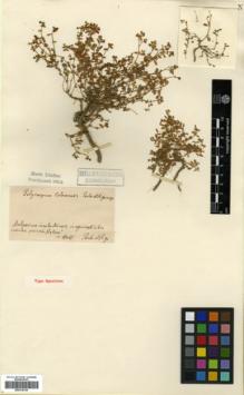 Type specimen at Edinburgh (E). Porta, Pietro; Rigo, Gregorio: . Barcode: E00318136.