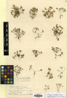 Type specimen at Edinburgh (E). Metcalfe, Orrick: 1430. Barcode: E00318138.