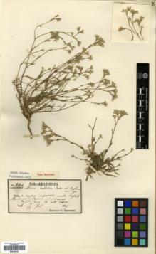 Type specimen at Edinburgh (E). Orphanides, Theodorus: 934. Barcode: E00318145.