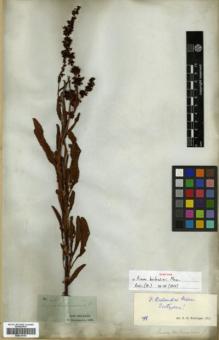 Type specimen at Edinburgh (E). Drummond, Thomas: 281. Barcode: E00318154.