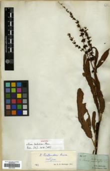 Type specimen at Edinburgh (E). Drummond, Thomas: 281. Barcode: E00318155.