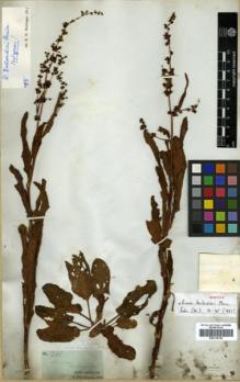 Type specimen at Edinburgh (E). Drummond, Thomas: 281. Barcode: E00318156.