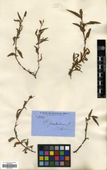 Type specimen at Edinburgh (E). Brown, Robert: 2305. Barcode: E00318158.