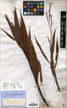 Type specimen at Edinburgh (E). Brown, Robert: . Barcode: E00318161.