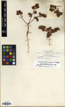 Type specimen at Edinburgh (E). Brandegee, Mary Katherine: 84. Barcode: E00318164.