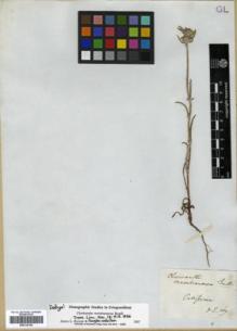 Type specimen at Edinburgh (E). Douglas, David: . Barcode: E00318165.