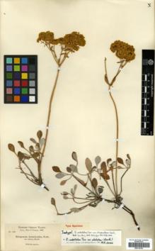 Type specimen at Edinburgh (E). Cusick, William: 1733. Barcode: E00318182.