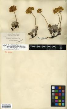Type specimen at Edinburgh (E). Cusick, William: 1965. Barcode: E00318186.