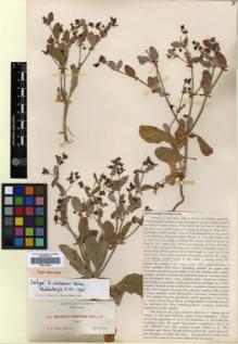Type specimen at Edinburgh (E). Heller, Amos: 7733. Barcode: E00318189.