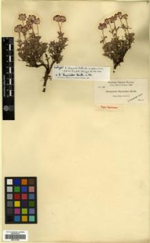Type specimen at Edinburgh (E). Cusick, William: 1880. Barcode: E00318190.