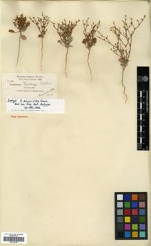 Type specimen at Edinburgh (E). Cusick, William: 1938. Barcode: E00318196.