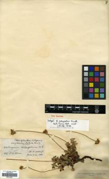 Type specimen at Edinburgh (E). Palmer, Edward: 204. Barcode: E00318200.