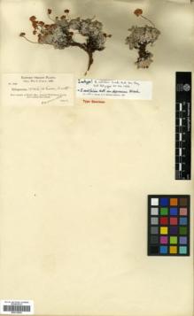 Type specimen at Edinburgh (E). Cusick, William: 2039. Barcode: E00318204.