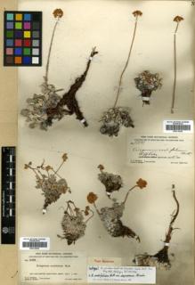 Type specimen at Edinburgh (E). Rydberg, Pehr; Bessey, Ernst: 5338. Barcode: E00318205.