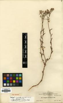 Type specimen at Edinburgh (E). MacDougal, Daniel: 176. Barcode: E00318216.