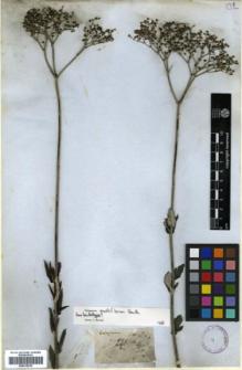 Type specimen at Edinburgh (E). Drummond, Thomas: 241. Barcode: E00318218.
