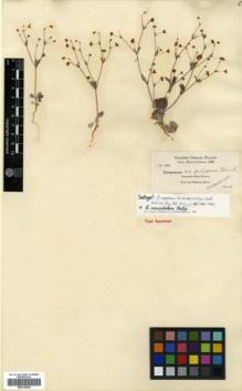 Type specimen at Edinburgh (E). Cusick, William: 1954. Barcode: E00318220.