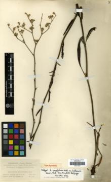 Type specimen at Edinburgh (E). Lindheimer, Ferdinand: 1115. Barcode: E00318221.