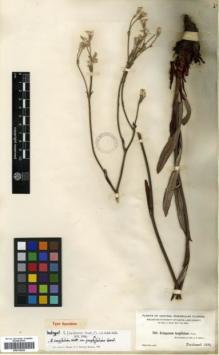 Type specimen at Edinburgh (E). Nash, George: 704. Barcode: E00318222.