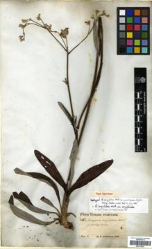 Type specimen at Edinburgh (E). Lindheimer, Ferdinand: 167. Barcode: E00318223.