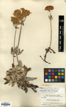 Type specimen at Edinburgh (E). Rydberg, Pehr; Bessey, Ernst: 5336. Barcode: E00318232.