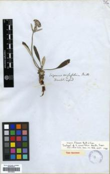 Type specimen at Edinburgh (E). Franklin Expedition: . Barcode: E00318236.